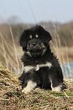 DOGUE DU TIBET 171